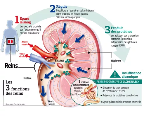 Quelle est la fonction d'un rein ?